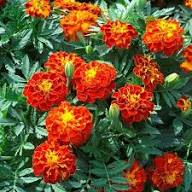Red Tagetes Flower Seeds Heirloom Non-GMO High Germination Organic Garden Seeds for Planting
