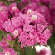 Pink Limonium Flower Seeds – Seeds for Planting, Heirloom, Non-GMO, High Germination Organic Garden Seeds