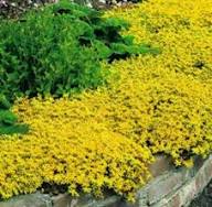 Yellow Organic Cress Flower Seeds – Heirloom, Non-GMO, High Germination Organic Seeds