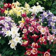Mixed Columbine Flower Seeds – Heirloom, Non-GMO, High Germination Organic Garden Seeds for Planting
