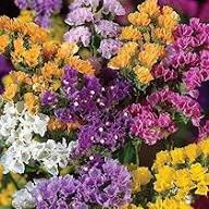 Mix Statice Flower Seeds – Heirloom, Non-GMO, High Germination Organic Garden Seeds