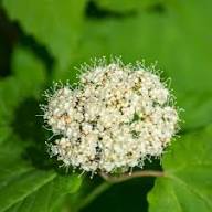Weiße Dentatum Blumensamen – Alte Sorte, gentechnikfrei, hohe Keimrate