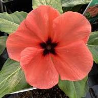 Orange Vinca Flower Seeds Heirloom Non-GMO High Germination Organic Garden Seeds