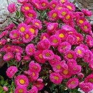 Rosa Erigeron Speciosus Blumensamen – Heirloom, gentechnikfrei, keimstarke Bio-Gartensamen zum Pflanzen