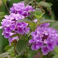 Purple Thuringiaca Flower Seeds Heirloom Non-GMO High Germination Organic Garden Seeds for Planting