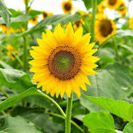Yellow Mammoth Russian Sunflower Seeds Heirloom Non-GMO High Germination Organic Garden Seeds