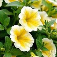 Yellow Double Petunia Flowers Seeds – Heirloom, Non-GMO, High Germination Organic Garden Seeds for Planting