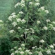 White Hemlock Flower Seeds Heirloom Non-GMO High Germination Seeds