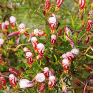 Red White Oxalis Versicolor Flower Seeds Heirloom Non-GMO High Germination Organic Garden Seeds