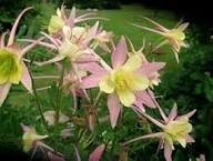 Giant Aquilegia Flower Seeds Pink Yellow for Planting Heirloom Non-GMO High Germination Organic Garden Seeds