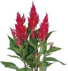 Red Camassia Flower Seeds – Heirloom, Non-GMO, High Germination Organic Garden Seeds for Planting