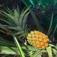 Yellow Pineapple Fruits Seeds Heirloom Non-GMO High Germination Organic Garden Seeds for Planting