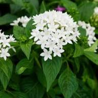 White Pentas Lanceolata Flower Seeds – Heirloom, Non-GMO, High Germination Organic Garden Seeds for Planting