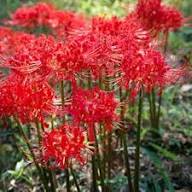 Red Higanbana Flower Seeds – Heirloom, Non-GMO, High Germination Organic Garden Seeds for Planting