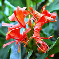 Red Hedychium Flower Seeds – Heirloom Non-GMO High Germination Organic Garden Seeds for Planting