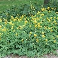 Yellow Corydalis Lutea Flower Seeds – Heirloom, Non-GMO, High Germination Organic Garden Seeds