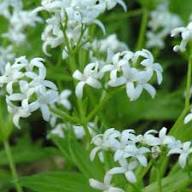 Semillas de flores de Asperula olorosa – Herencia, no transgénicas, semillas de jardín orgánicas de alta germinación para plantar