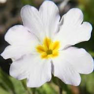 White Primula Auricula Flower Seeds Heirloom Non-GMO High Germination Organic Garden Seeds for Planting