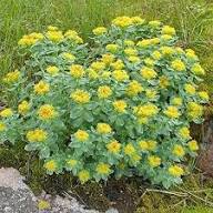 Yellow Rhodiola Rosea Flower Seeds Heirloom Non-GMO High Germination Organic Garden Seeds for Planting