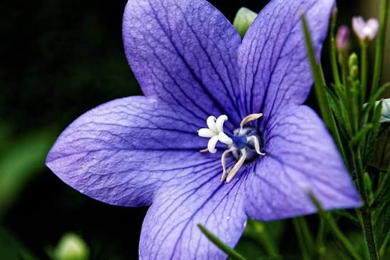 Flor de campanilla violeta para plantar Platycodon Grandiflorus para jardín en casa y jardín urbano