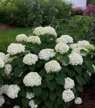 Hydrangea Flower Seeds White Heirloom Non-GMO High Germination Organic Garden Seeds for Planting