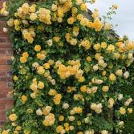 Yellow Climbing Rose Flower Seeds Heirloom Non-GMO High Germination Organic Garden Seeds for Planting