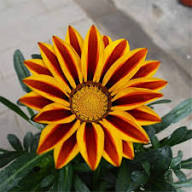 Yellow Red Gazania Flower Seeds – Heirloom Non-GMO High Germination Organic Garden Seeds