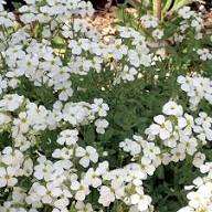 White Cress Aubrieta Flower Seeds Heirloom Non-GMO High Germination Organic Garden Seeds