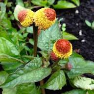 Yellow Acmella Oleracea Flower Seeds – Heirloom, Non-GMO, High Germination