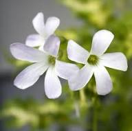 Oxalis Flower Seeds White – Heirloom, Non-GMO, High Germination Organic Garden Seeds