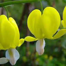 Yellow Lamprocapnos Flower Seeds – Heirloom Non-GMO High Germination Organic Seeds