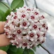 Giant Hoya Carnosa Flower Seeds for Planting and Growing White Heirloom Non-GMO High Germination Organic Garden Seeds