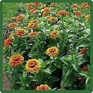 Zowie Flower Seeds Yellow – Heirloom Non-GMO High Germination Organic Garden