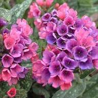 Pink Pulmonaria Flower Seeds for Planting – Heirloom Non-GMO High Germination Organic Garden Seeds