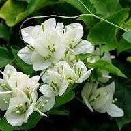 White Bougainvillea Flower Seeds Heirloom Non-GMO High Germination Organic Garden Seeds