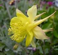 Yellow Columbine Flower Seeds – Heirloom, Non-GMO, High Germination Organic Garden Seeds