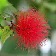 Red Calliandra Flower Seeds Heirloom Non-GMO High Germination Organic Garden Seeds for Planting