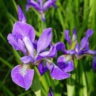 Violet Iris Versicolor Flower Seeds – Heirloom Non-GMO High Germination Organic Garden Seeds