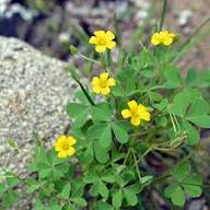 Yellow Oxalis Flower Seeds Heirloom Non-GMO High Germination Organic Seeds