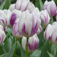 Purple White Tulip Flower Seeds for Planting – Heirloom, Non-GMO, High Germination