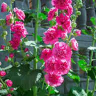 Pink Double Petal Hollyhock Flower Seeds Heirloom Non-GMO High Germination Organic Garden Seeds for Planting