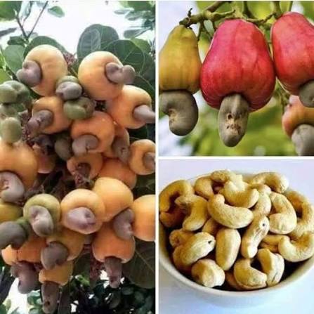 Cashew Nut Apple Seeds 