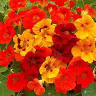 Yellow Tropaeolum Flower Seeds Heirloom Non-GMO High Germination Organic Garden Seeds