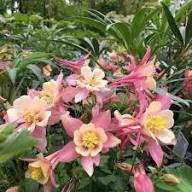 Yellow Pink Aquilegia Flower Seeds – Heirloom Non-GMO High Germination Organic Garden Seeds