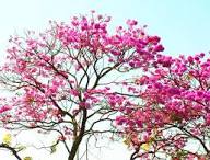 Pink Rochebrunianum Flower Seeds Heirloom Non-GMO High Germination Organic Garden Seeds for Planting