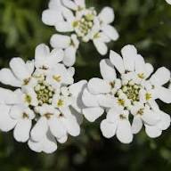 Candytuft Flower Seeds White Heirloom Non-GMO High Germination Organic Garden Seeds for Planting