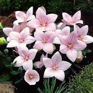 Pink Platycodon Grandiflorus Flower Seeds – Heirloom, Non-GMO, High Germination Organic Garden Seeds for Planting Seeds for Planting