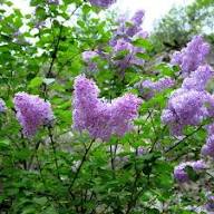 Purple Lilac Syringa Vulgaris Flower Seeds Heirloom Non-GMO High Germination Organic Garden Seeds for Planting