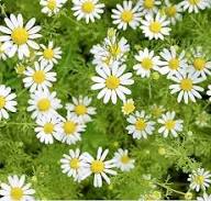 German Chamomile Flower Seeds for Planting – Heirloom, Non-GMO Garden Seeds