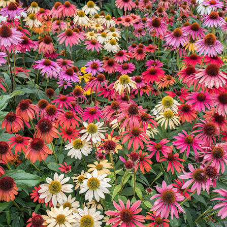 Echinacea Cheyenne Spirit Mix Flower Seeds for Planting – Heirloom, Non-GMO Garden Seeds
